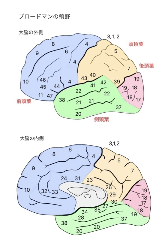 大脳皮質」の用語の意味