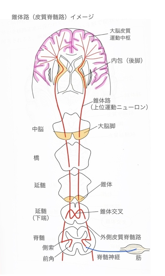 錐体外路系の解剖学